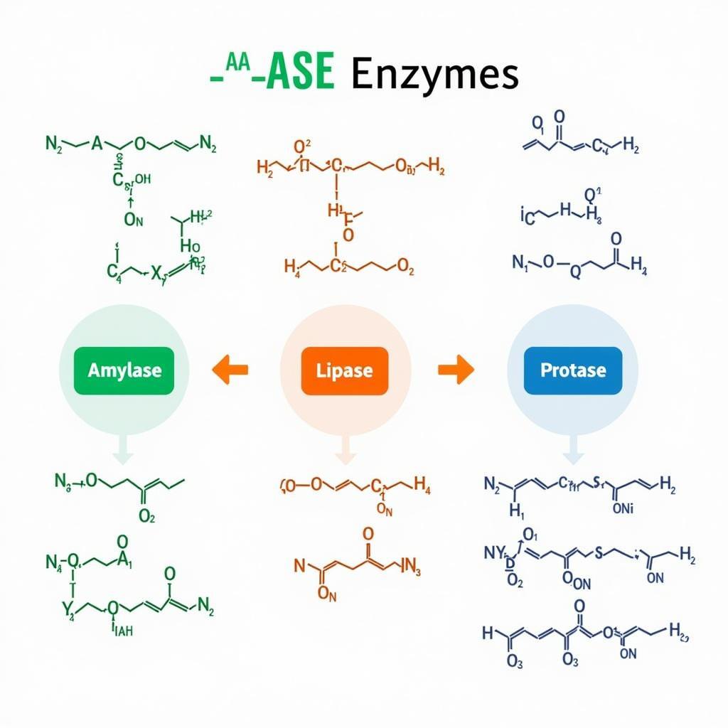 Common __ase Enzymes Examples: Visual representation of various enzymes and their substrates.