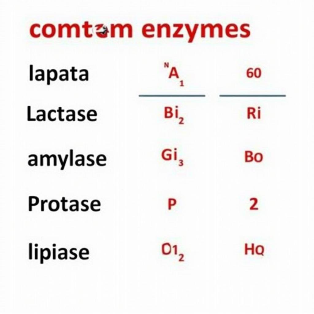 Common enzymes and their functions