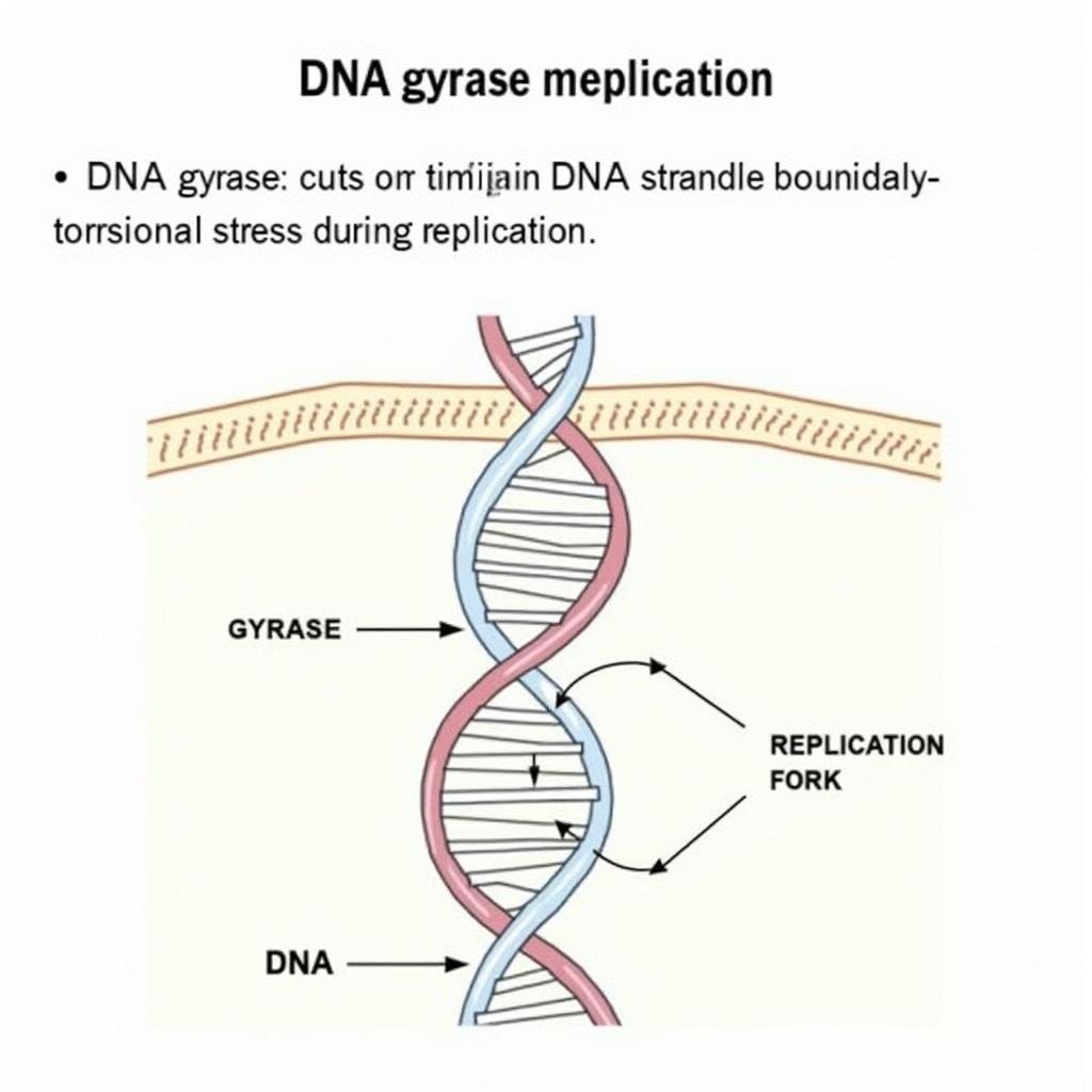 DNA Gyrase Action Mechanism