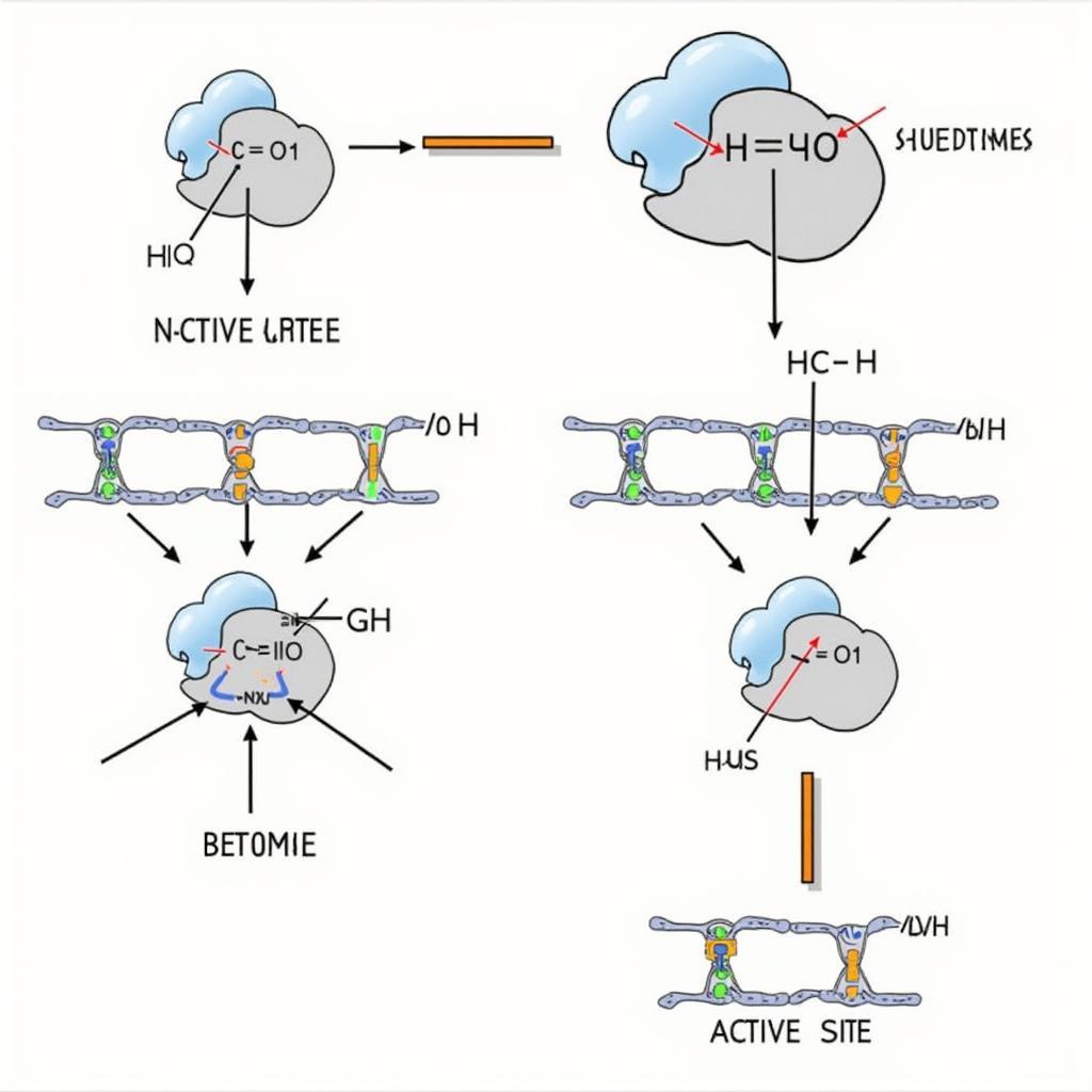 Enzyme Action