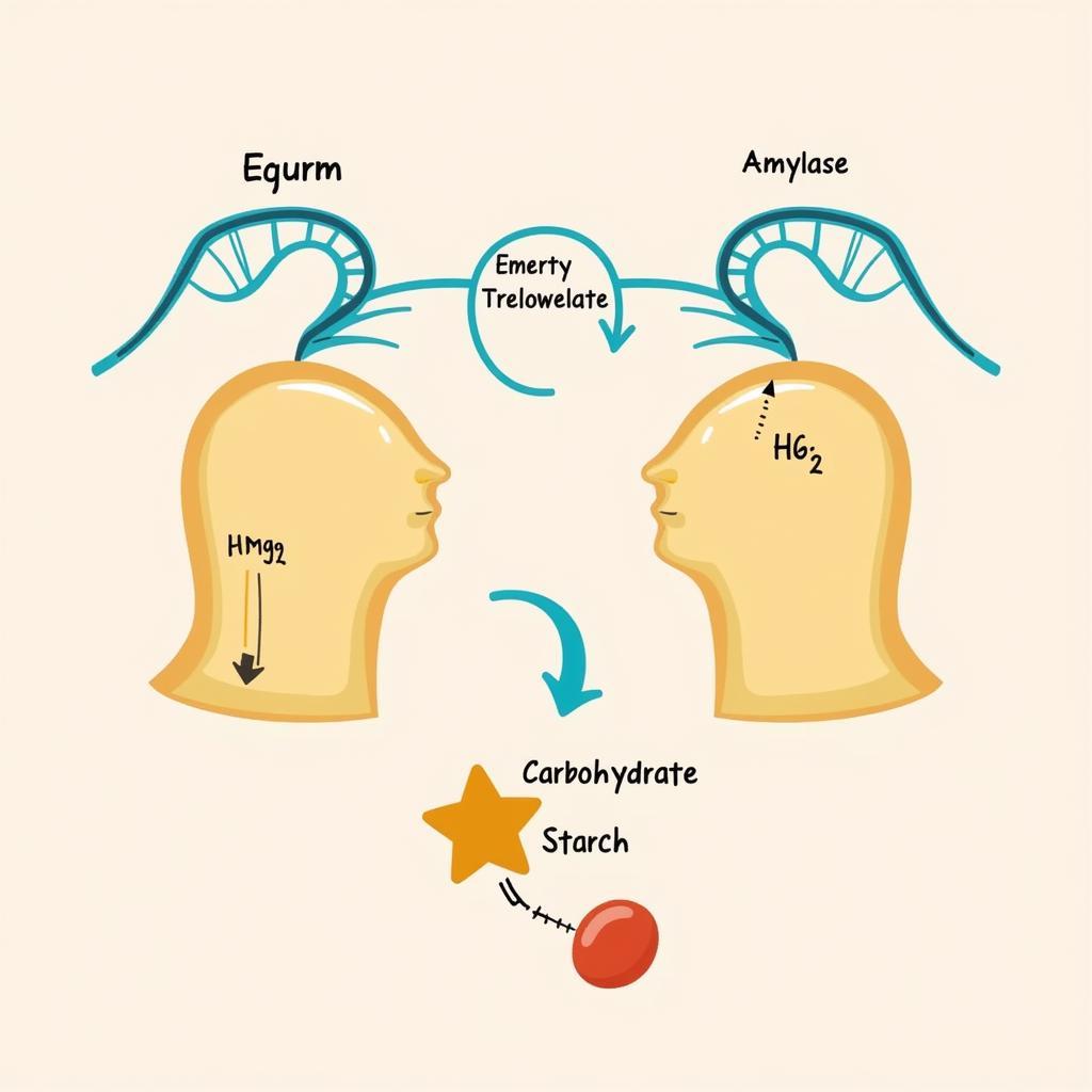 Enzyme-Carbohydrate Interaction