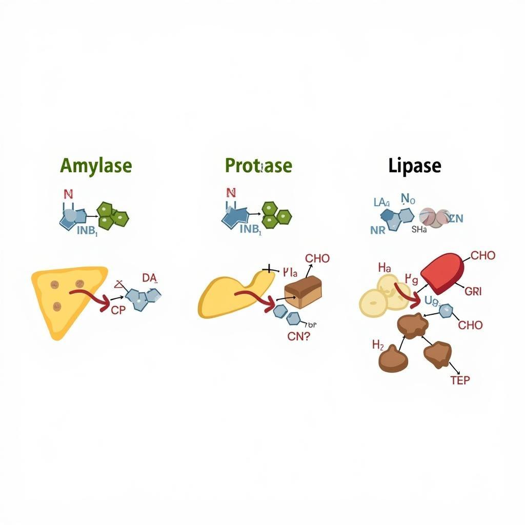 Examples of Enzymes: Amylase, Protease, Lipase