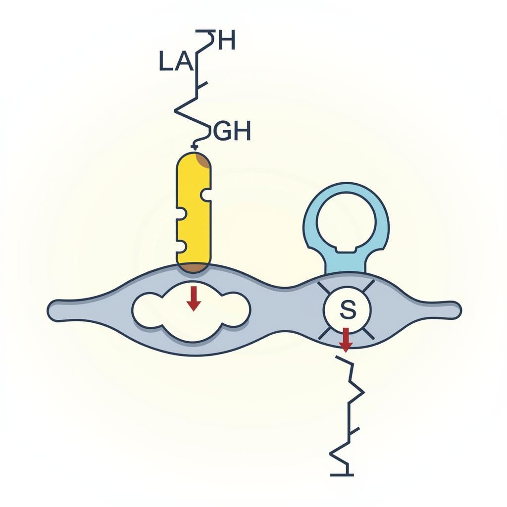 Enzyme's Lock and Key Mechanism