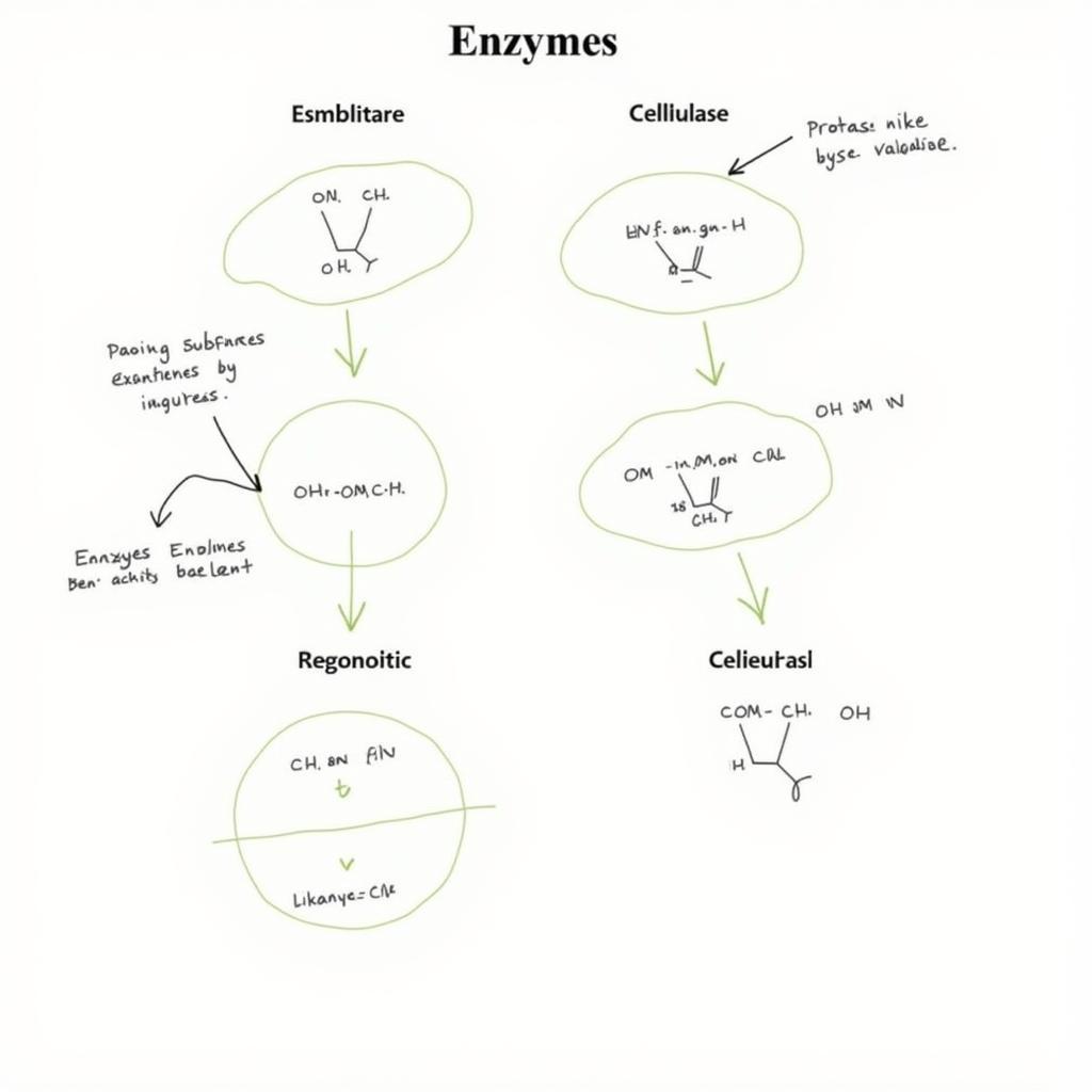 Diagram illustrating the naming conventions of enzymes using the "ase" suffix