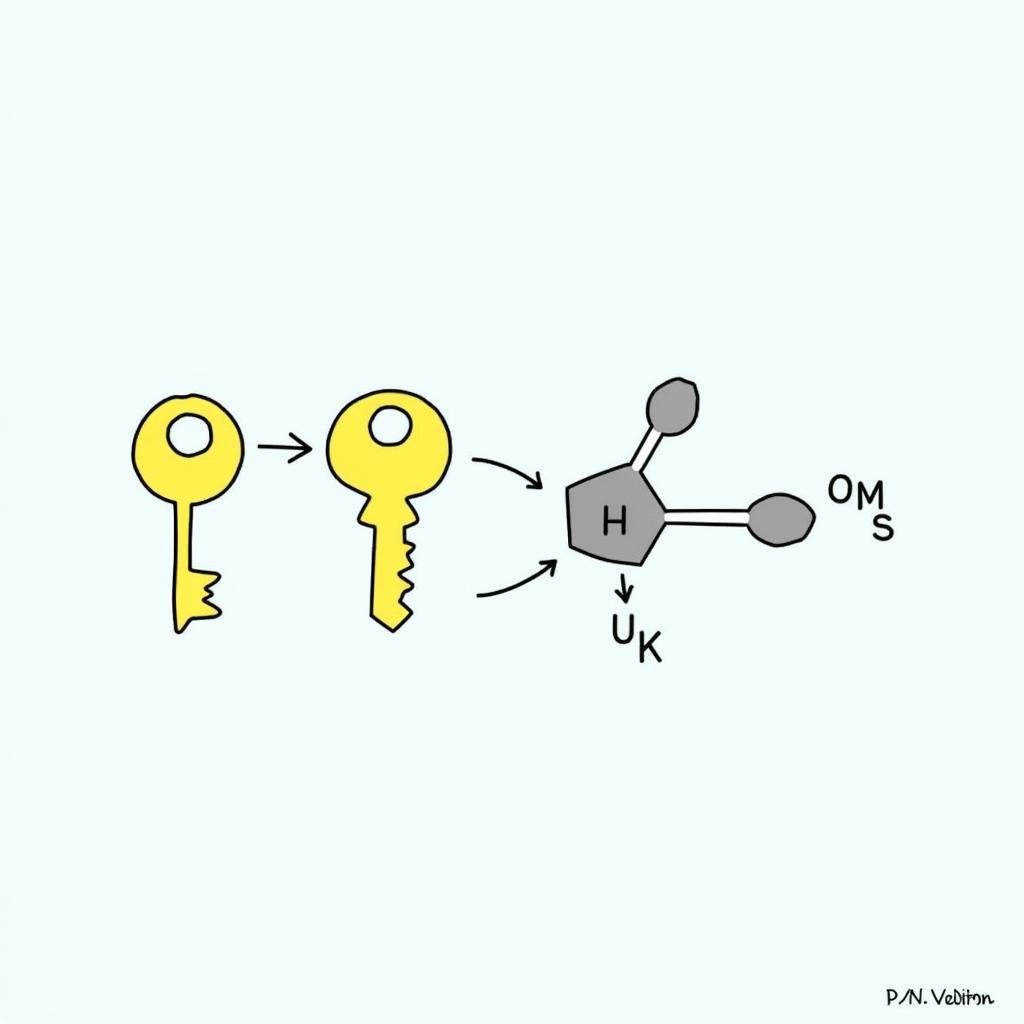 Enzyme Specificity