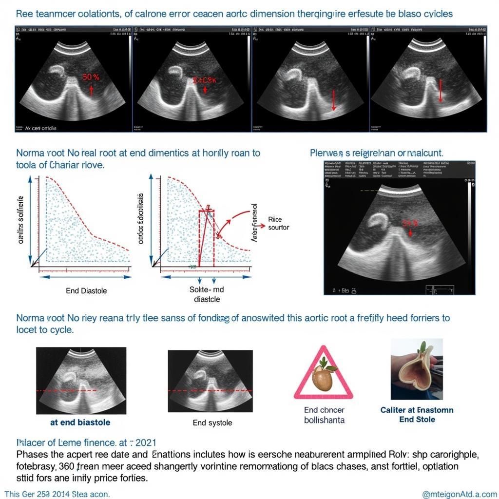 Aortic Root Measurement Variations