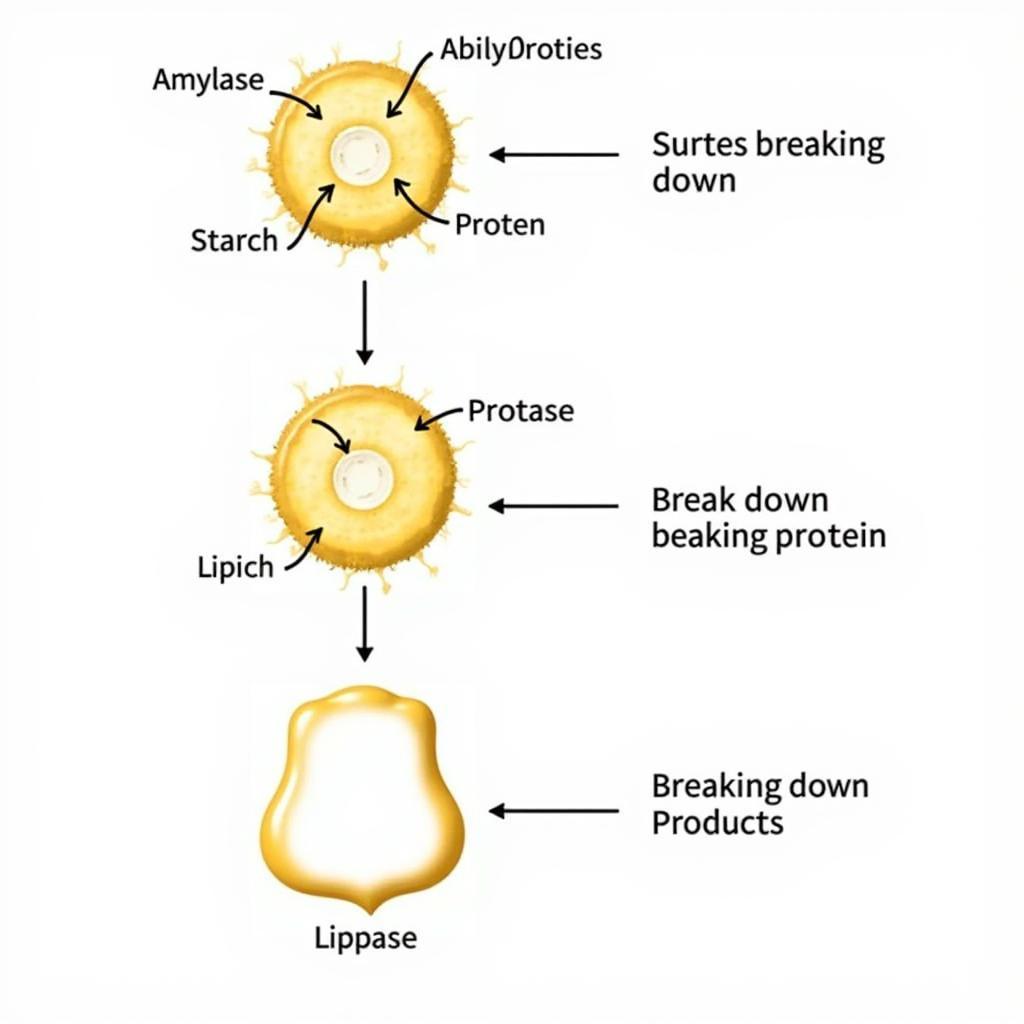 Common Enzymes with "-ase" Suffix: Amylase, Protease, Lipase