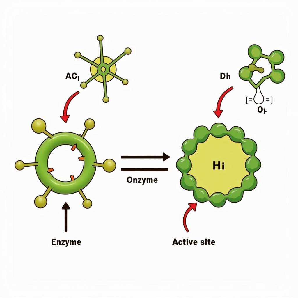 Enzyme Action Illustration