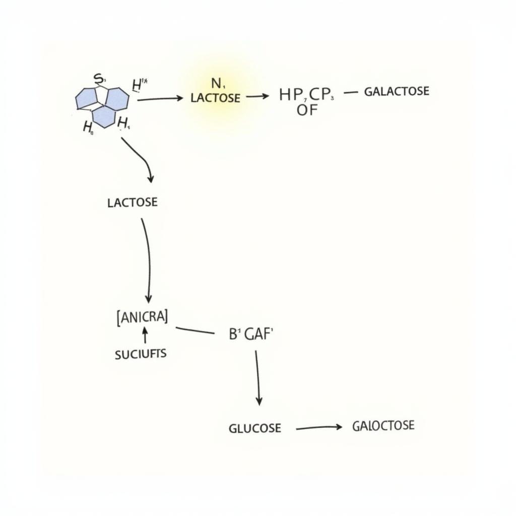 Lactase Enzyme Breaking Down Lactose