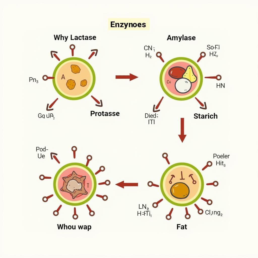 Enzyme Activity Illustration