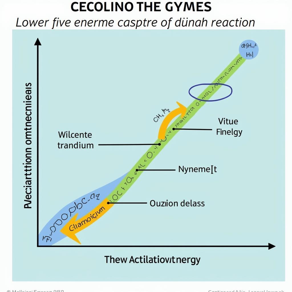 Enzyme Function and Activation Energy