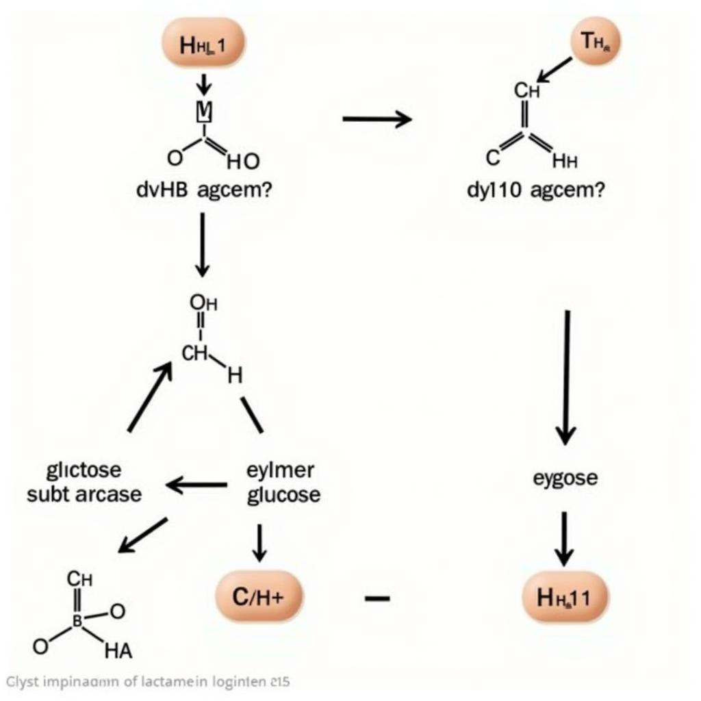 Lactase Enzyme Function Example