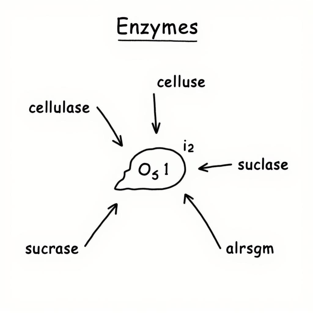 Enzyme Nomenclature Diagram