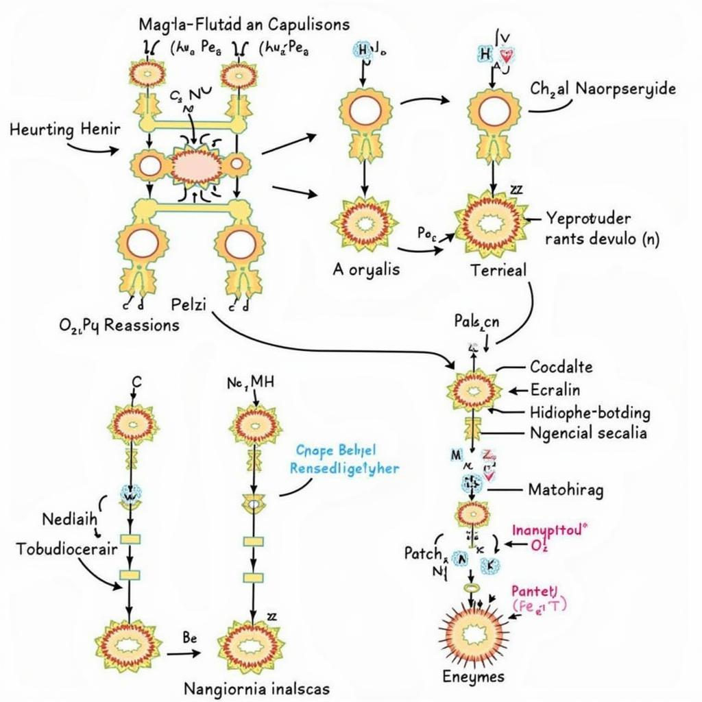 Diagram illustrating enzyme structure and function