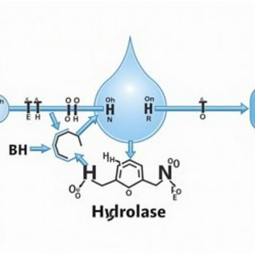 Hydrolase Enzyme Action