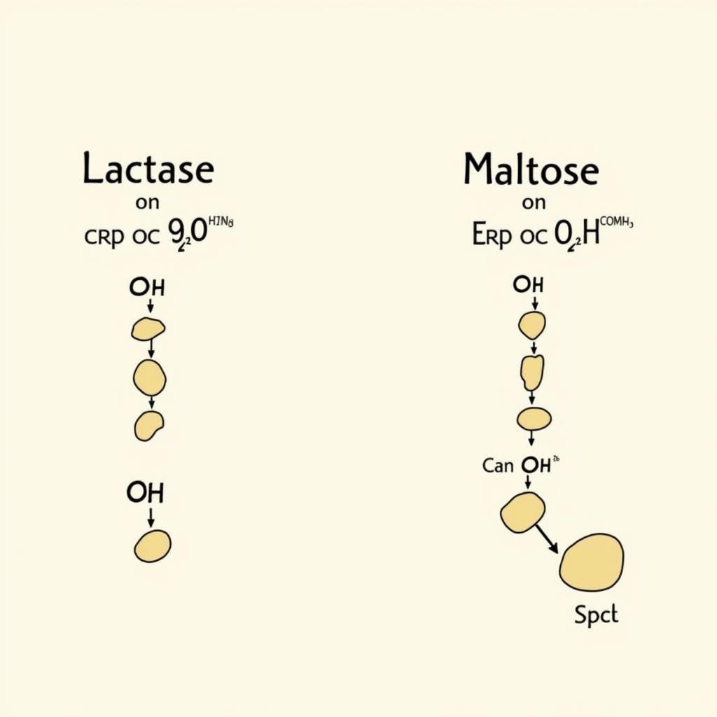 Lactase and Maltase Function