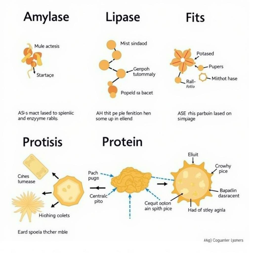 Medical Terminology: Breaking Down the "ASE" Suffix