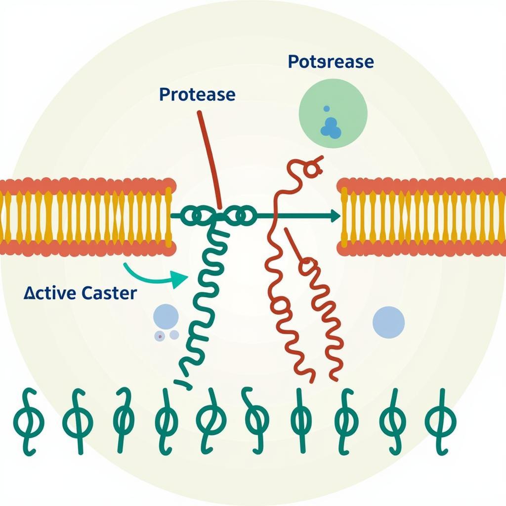 Protease Enzyme Action