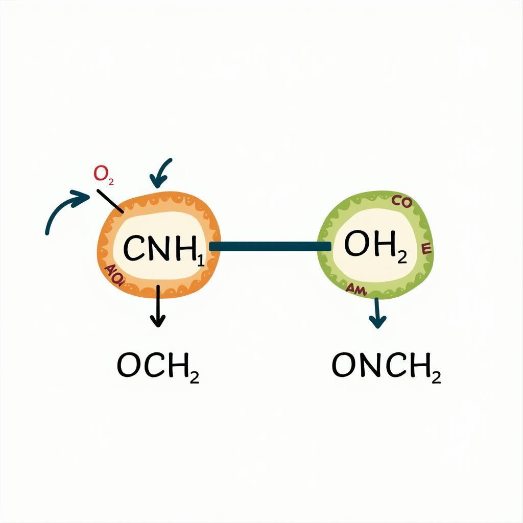 Enzyme Catalyzed Reaction