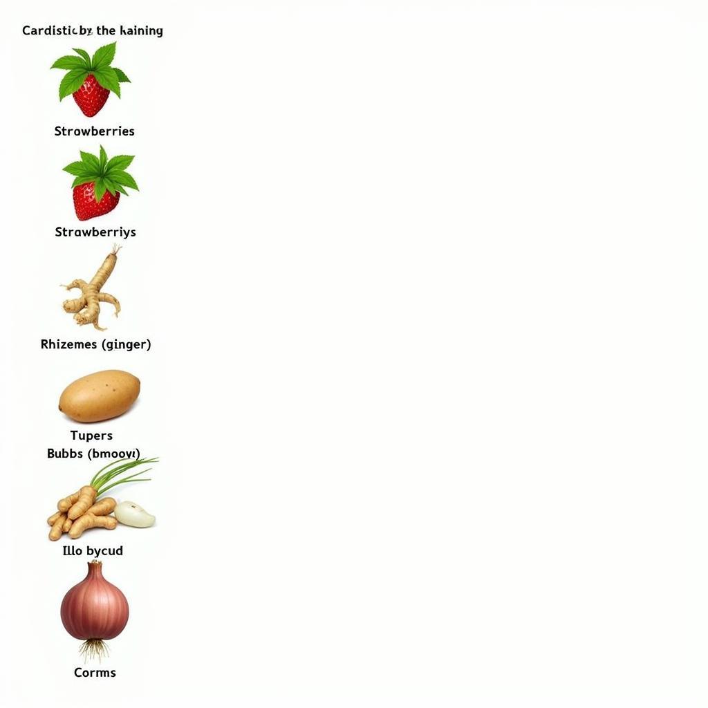 Various Vegetative Propagation Methods