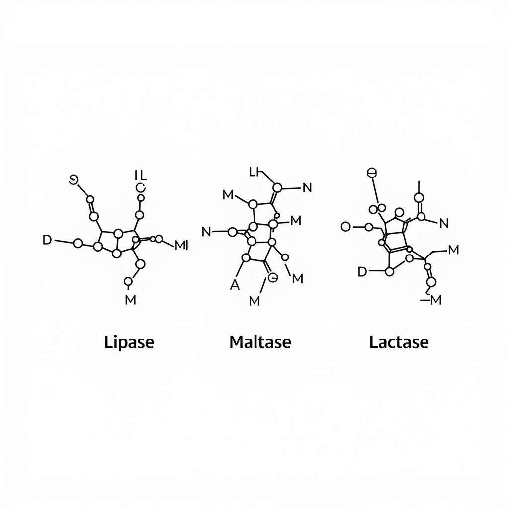 Common Enzymes: Lipase, Maltase, and Lactase