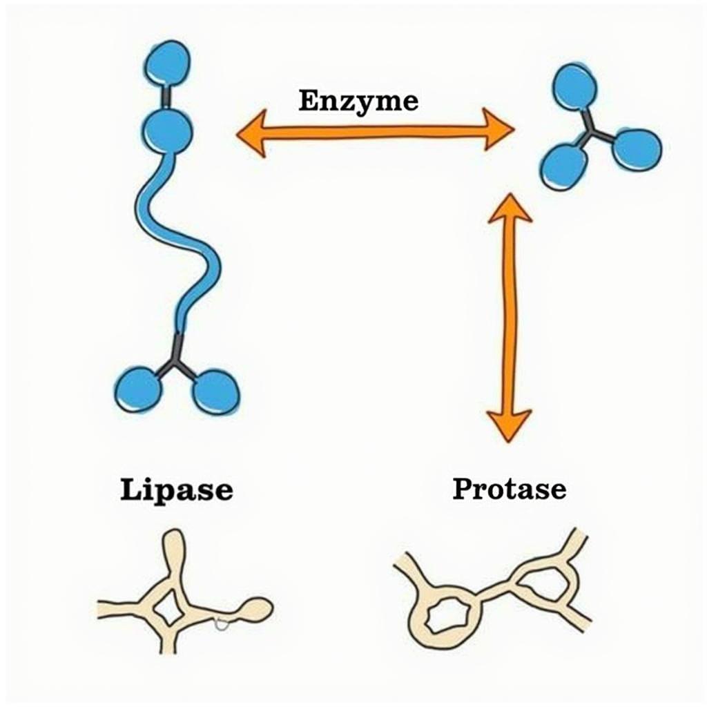 Enzyme Breakdown Process